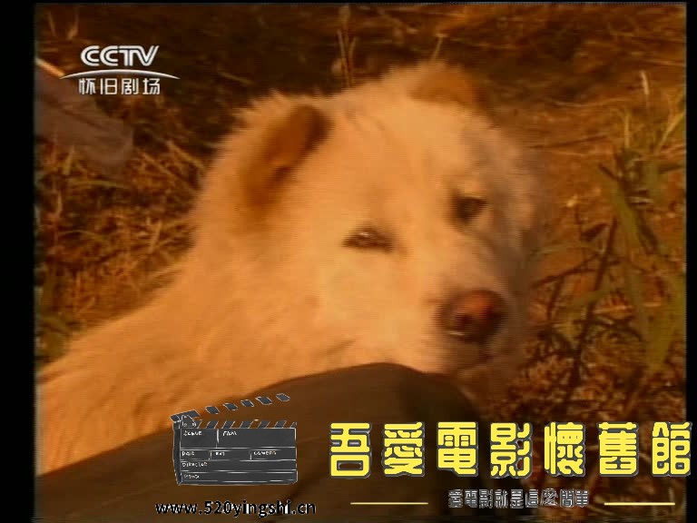 篱笆女人和狗1-2023-01-14-23:56:23.015235.jpg