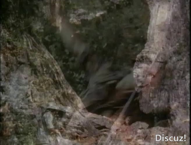Jungle.Wolf.丛林狼.avi_20250212_195427.305.jpg